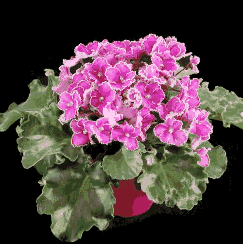 African Violet