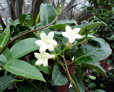 Madagascar Jasmine