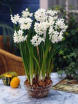 Paperwhites