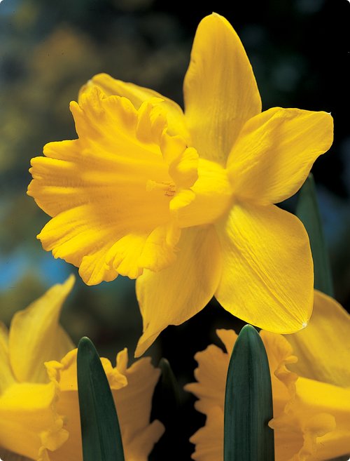 013 Daffodil Dutch Master
