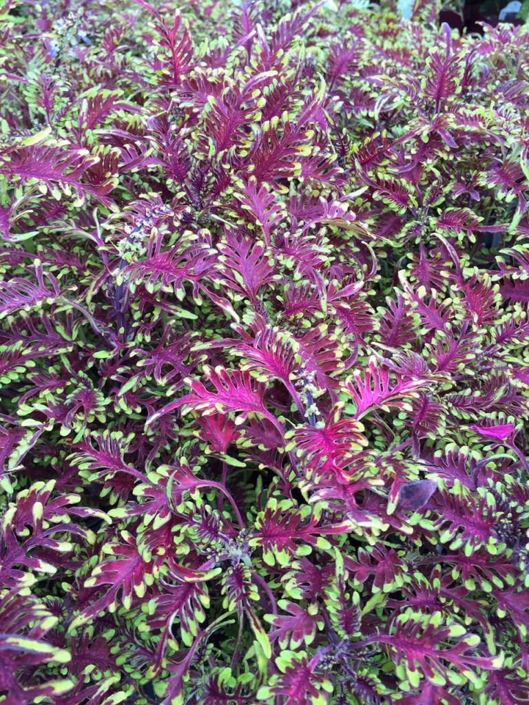 Under the Sea Coleus "Bonefish" is a striking plant with bright chartreuse, serrated edges that add both texture and color.