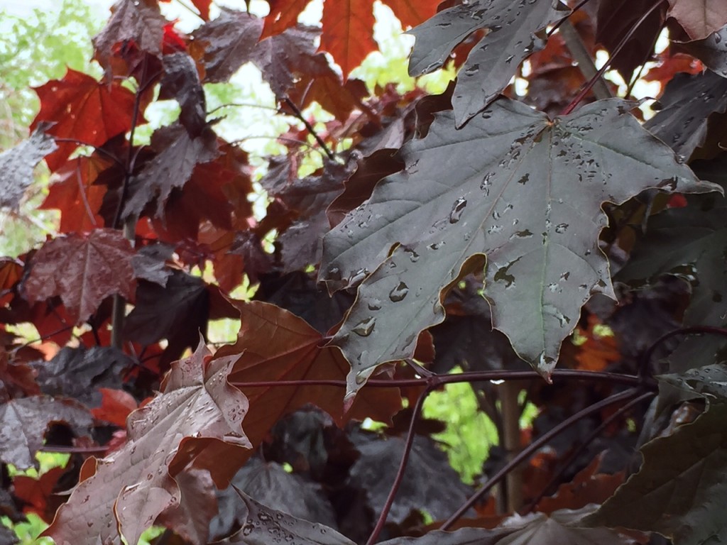 Royal Red Norway Maple