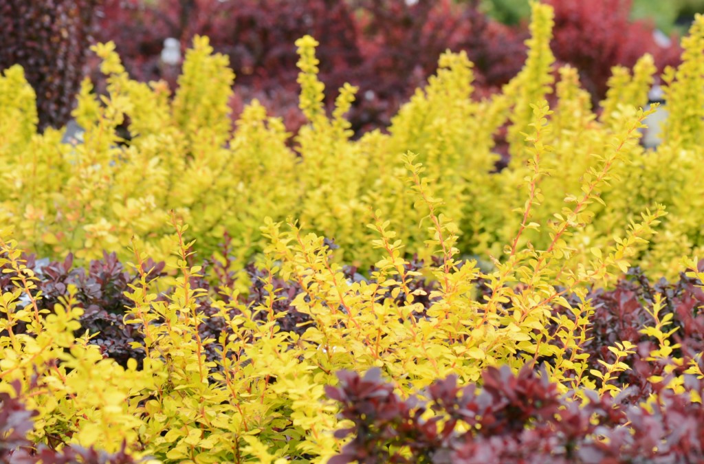 Barberry comes in many colors and sizes. They dress up sunny garden areas and can be used in borders, as hedges or as accent shrubs. Few shrubs are as versatile. 