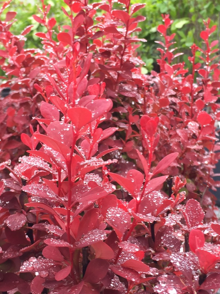 Barberry Orange Rocket is a columnar shrub, ideal for creating a hedge in a narrow space. They can also be used as a centerpiece in container gardens. Just be sure to plant it in the ground in fall. 