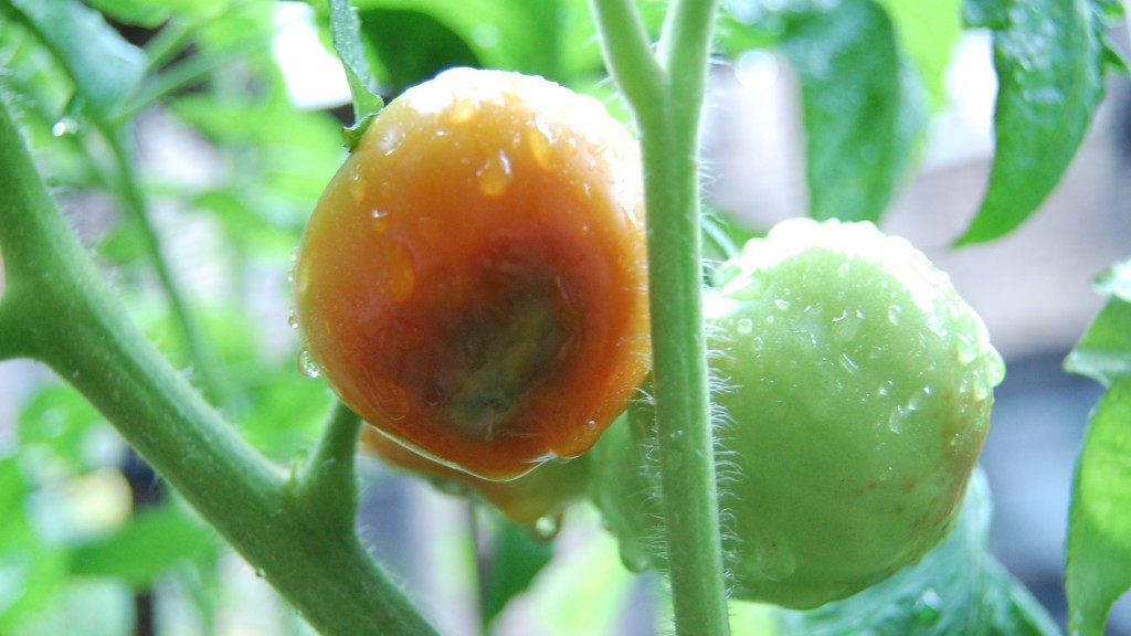 Blossom end rot on tomatoes