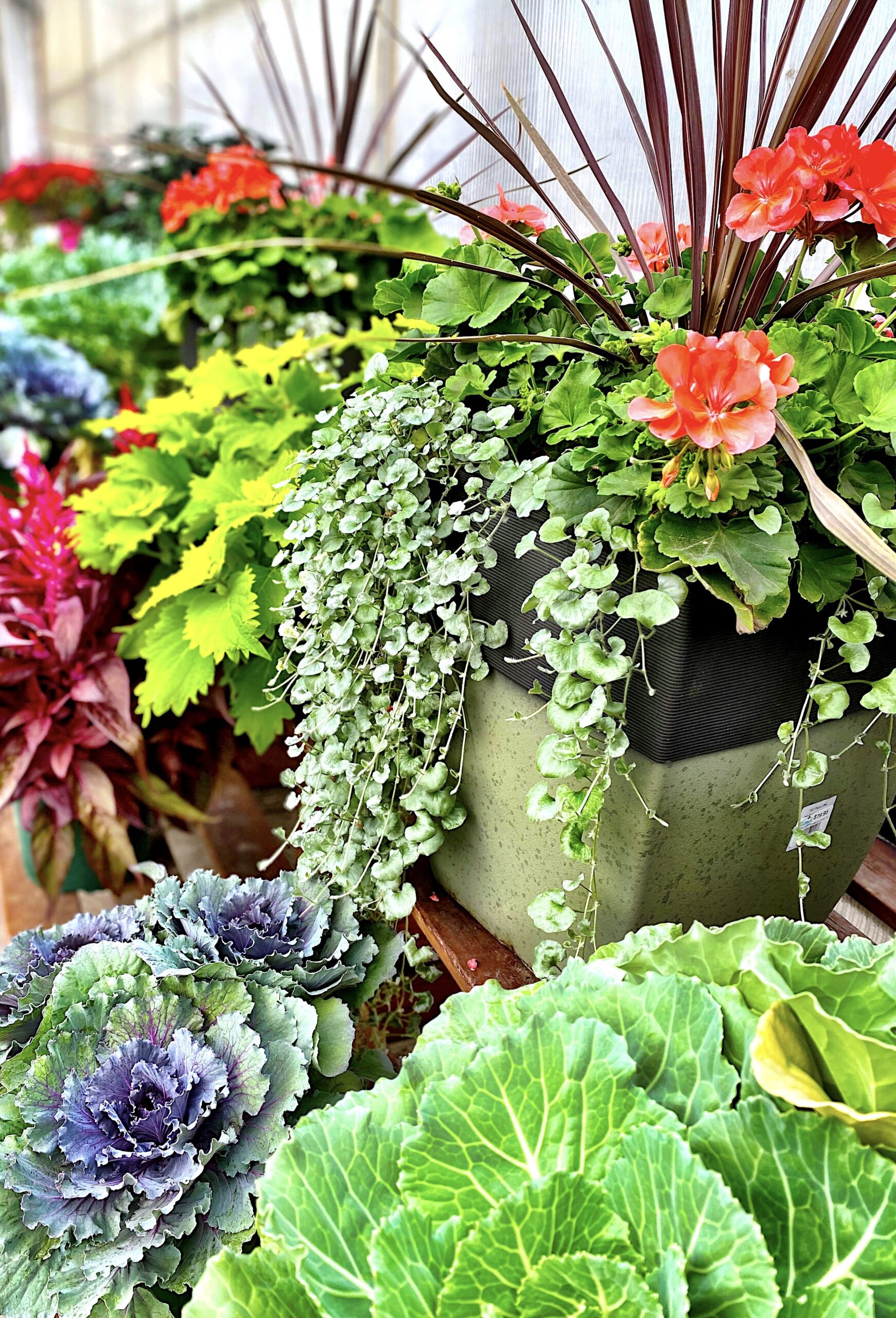 5 Tips to Grow Stunning Strawflowers in Your Kitchen Garden