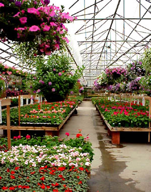 Annuals Greenhouse