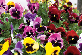 Pansies