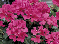 Caliente Coral Geranium