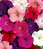 Petunias