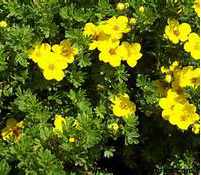 Potentilla