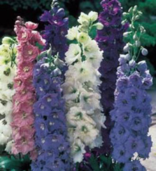 Delphinium