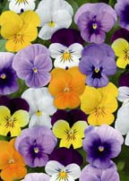 Violas