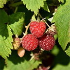 raspberry